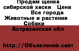 Продам щенка сибирской хаски › Цена ­ 8 000 - Все города Животные и растения » Собаки   . Астраханская обл.